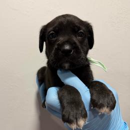 Female 4 - Black brindle female Cane Corso puppy in Cashion, Oklahoma from APEXOK Cane Corsos LLC