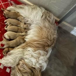 Girl2 - Gold and white female Shorkie puppy in San Tan Valley, Arizona from Great Mates
