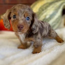 Dachshund Puppies from Shiloh Ridge Dachshunds