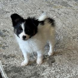 Boy 2 - White black and tan male Papillon puppy in Shirley, Arkansas from Lucky Pups