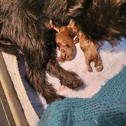 Sedona - Brown female Brussels Griffon puppy in Lewiston, Idaho from Rose's Brussels Griffons