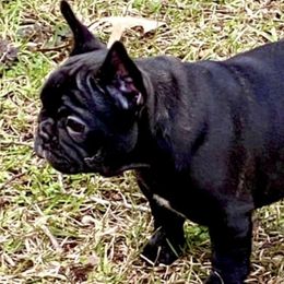 Australian Shepherds and French Bulldogs from Phyllis Six Pierce