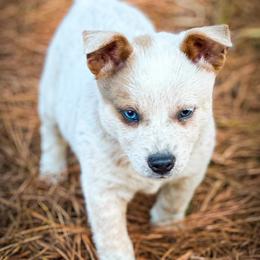 SPARKLE, sable slate blue eyed boy - Red speckled male Australian Cattle Dog puppy in Kalispell, Montana from BTR Australian Cattle Dogs