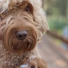 Prairie - Australian Labradoodle