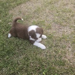 Australian Shepherd Puppies from Cali's Australian Shepherds