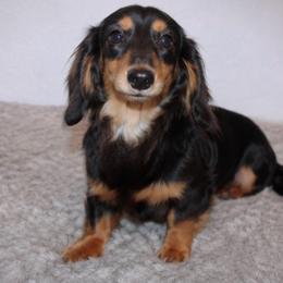Daphne - Dachshund