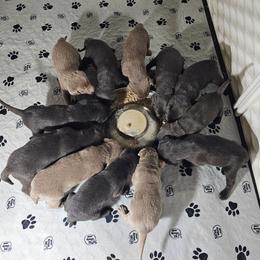 Silver female - Silver female Dilute Retriever puppy in Swanton, Ohio from SilverWater Labs