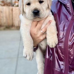 Double Doodle and Labrador Retriever Puppies from Hansen Pups