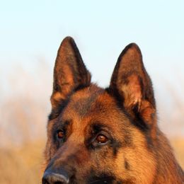 German Shepherd All Grown Up from Jimeni GSD