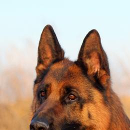 German Shepherd All Grown Up from Jimeni GSD