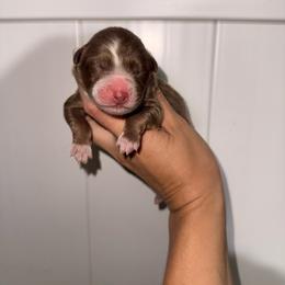Thackery - Red tri-color male Australian Shepherd puppy in Placerville, California from BFF Aussies