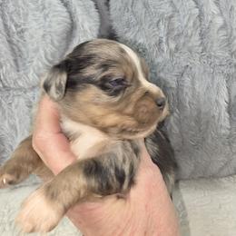 G3 - Blue merle female Miniature Australian Shepherd puppy in Citra, Florida from Southpaw Herders LLC