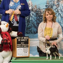 Chihuahuas from TJs Chihuahuas