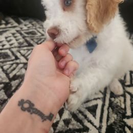 Samson (red collar) - Orange roan male Lagotto Romagnolo puppy in Lyman, Idaho from Regal Romagnolos
