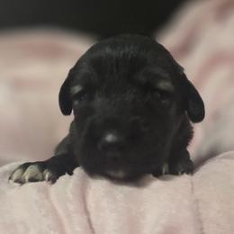 Anatolian Shepherd Dog Puppies from Florida Anatolian Shepherds