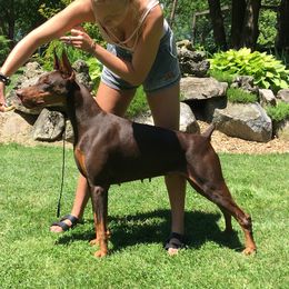 Wren - Doberman Pinscher