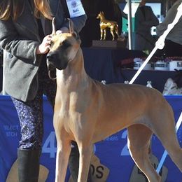 Bedlington Terriers and Great Danes from Cloud9 Bedlingtons and Argos Danes
