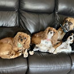 Cavalier King Charles Spaniel Puppies from JoJo’s Cavaliers