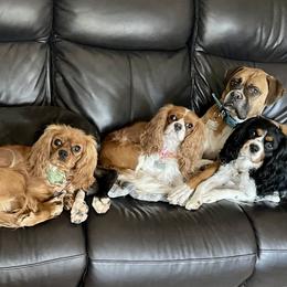 Cavalier King Charles Spaniel Puppies from JoJo’s Cavaliers