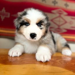 Australian Shepherd Puppies from High West Aussies