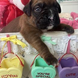 Boy 6 - Fawn male Boxer puppy in Plainwell, Michigan from Hope's Beautiful Boxers