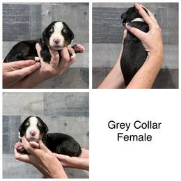 Grey Collar Female - Black rust and white female Bernese Mountain Dog puppy in Collinsville, Texas from Berner Dynasty