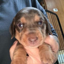 Chip - Chocolate and tan male Dachshund puppy in Snowflake, Arizona from Frosty Doxies