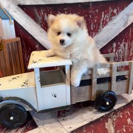 Kane - Lavender male Pomsky puppy in Bucyrus, Missouri from Hill Top Pomskies