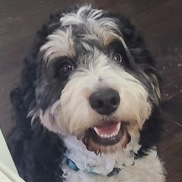 Rosie - Bernedoodle