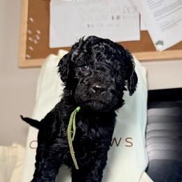 Luigi - Green Band - Black male Poodle puppy in Plainfield, New Jersey from Caris Paws Poodles and Labradoodles