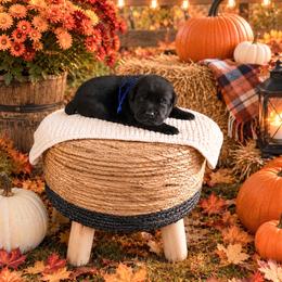 Blue collar boy - Black male Labrador Retriever puppy in Lake City, Michigan from Loon Lake Labradors