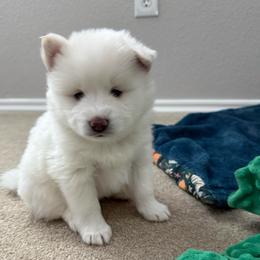 Sammy Squatch - White male Pomsky puppy in Fort Collins, Colorado from Pomsky Acres