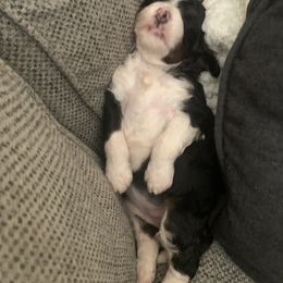 Bernedoodle Puppies from Bernedoodles of Utah