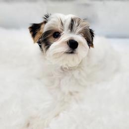 Mellow (marshmallow) - Parti male Yorkshire Terrier puppy in Mattawa, Washington from All Star Yorkies