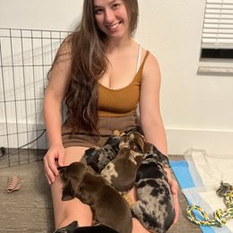 Dachshund Puppies from Breezy Florida Dachshunds