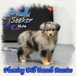 Seeker - Blue merle male Toy Australian Shepherd puppy in Forestburg, Texas from Flaming Dill Ranch Aussies