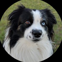 Sam - Miniature Australian Shepherd