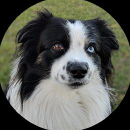 Sam - Miniature Australian Shepherd