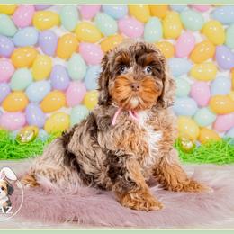 Derry - Merle female Cockapoo puppy in Connersville, Indiana from Deaz Doodle Ranch