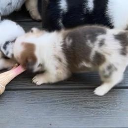 Boy 1 - Blue male Pembroke Welsh Corgi puppy in Moundville, Alabama from Cartee Corgis - Debi Cartee Mills
