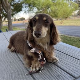 Malibu - Dachshund