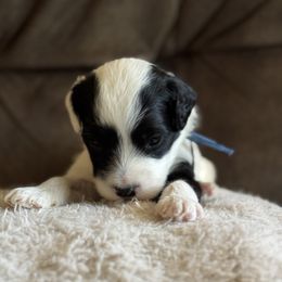 Blue Boy - Black and white male Portuguese Water Dog puppy in Liberty Lake, Washington from Lakehouse Porties