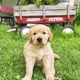 Kurt - Golden male Golden Retriever puppy in Minneapolis, Minnesota from City Goldens
