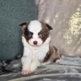 Gunner - Red merle male Toy Australian Shepherd puppy in Killen, Alabama from Wilkers Wholehearted Mini Aussies