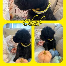 Chad - Goldendoodle puppy from Zona’s Teddybear GoldenDoodles