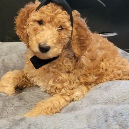 Poodle Puppies from Simply Standard Poodles