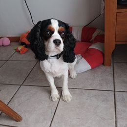 Cavalier King Charles Spaniels from Mina's Spaniel