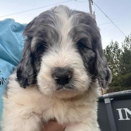 Key Lime - Merle male Goldendoodle puppy in Greensboro, Georgia from B’s Doodles