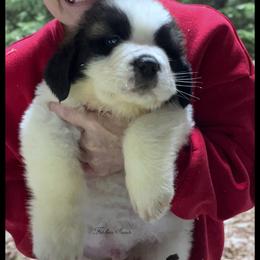 Black collar - Mahogany and white male Saint Bernard puppy in New Philadelphia, Ohio from Fletchers Saints