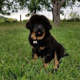 German Shepherd and Tibetan Mastiff All Grown Up from Von Reich Haus
